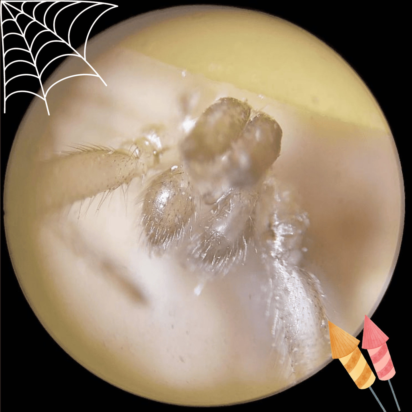 Kid's Portable Pocket Microscope